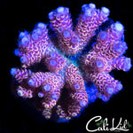 ULTRA RAINBOW MILLI COLONY