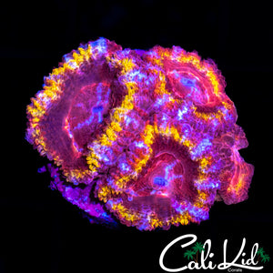 RAINBOW ACAN QUAD