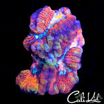 ULTRA RAINBOW WILSONI