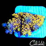BUMBLE BEE ACRO