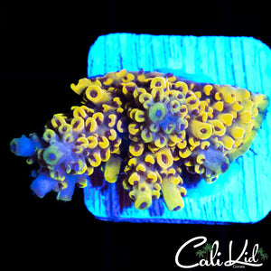 BUMBLE BEE ACRO