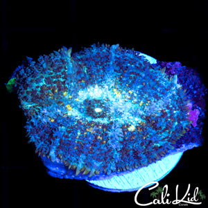 SPECKLED PERSIAN RUG SHROOM