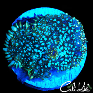 WHITE SPOTTED DISCO SHROOM