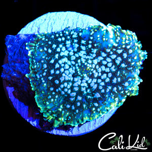 WHITE SPOTTED DISCO SHROOM