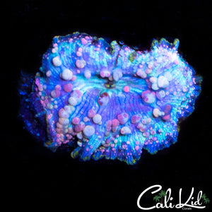 NEPTUNE BOUNCE MUSHROOM