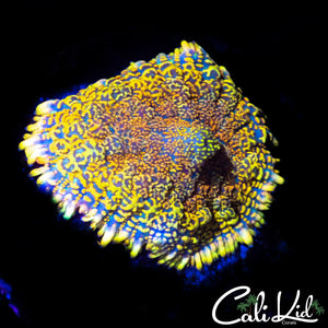 RAINBOW RHODACTIS