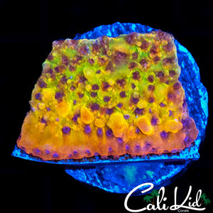 RAINBOW PHOENIX MONTI