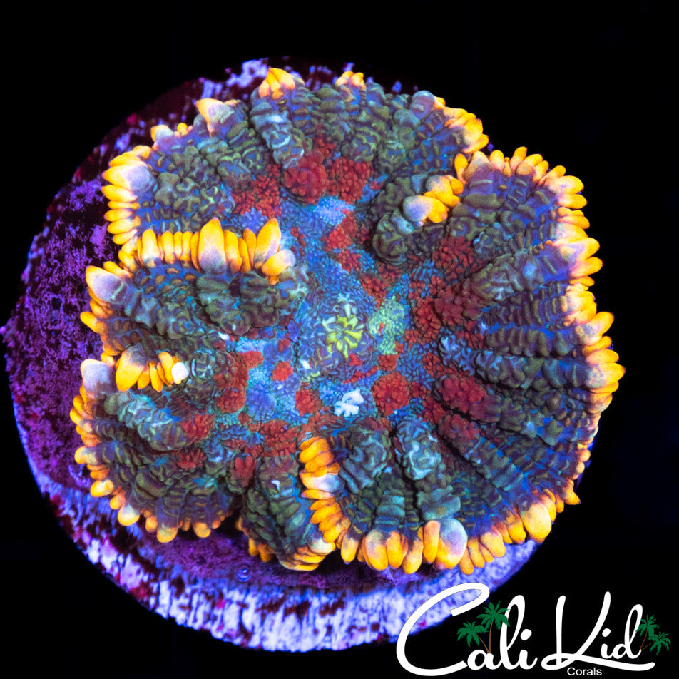 BEAUTIFUL TRI COLOR RHODACTIS