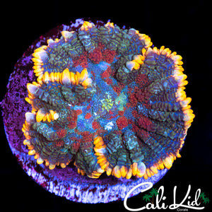 BEAUTIFUL TRI COLOR RHODACTIS