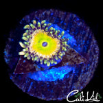 CK SATURNS RING ZOA