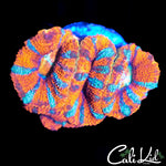 ULTRA ACAN TRIPLE