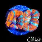 ULTRA ACAN DOUBLE