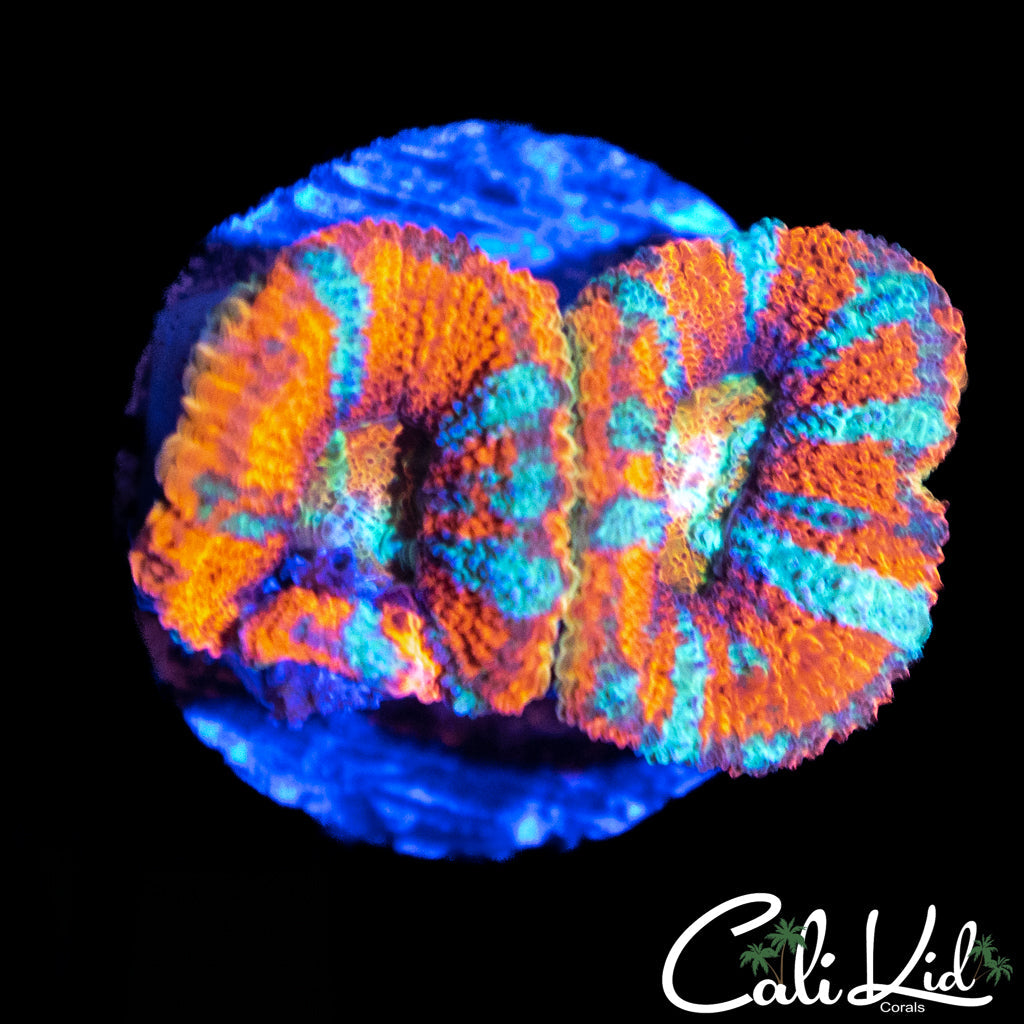 ULTRA ACAN DOUBLE