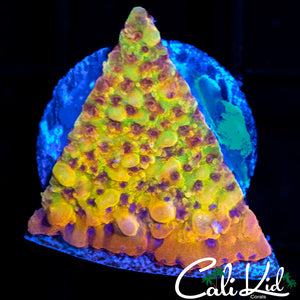 RAINBOW PHOENIX MONTI
