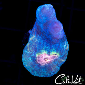 RAINBOW PECTINIA FRAG