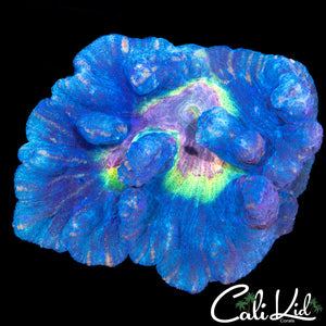 RAINBOW PECTINIA CHUNK