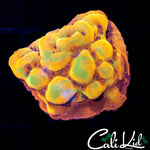CK BUBONIC MONTI