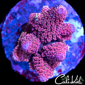 RARE HUMILIS COLONY