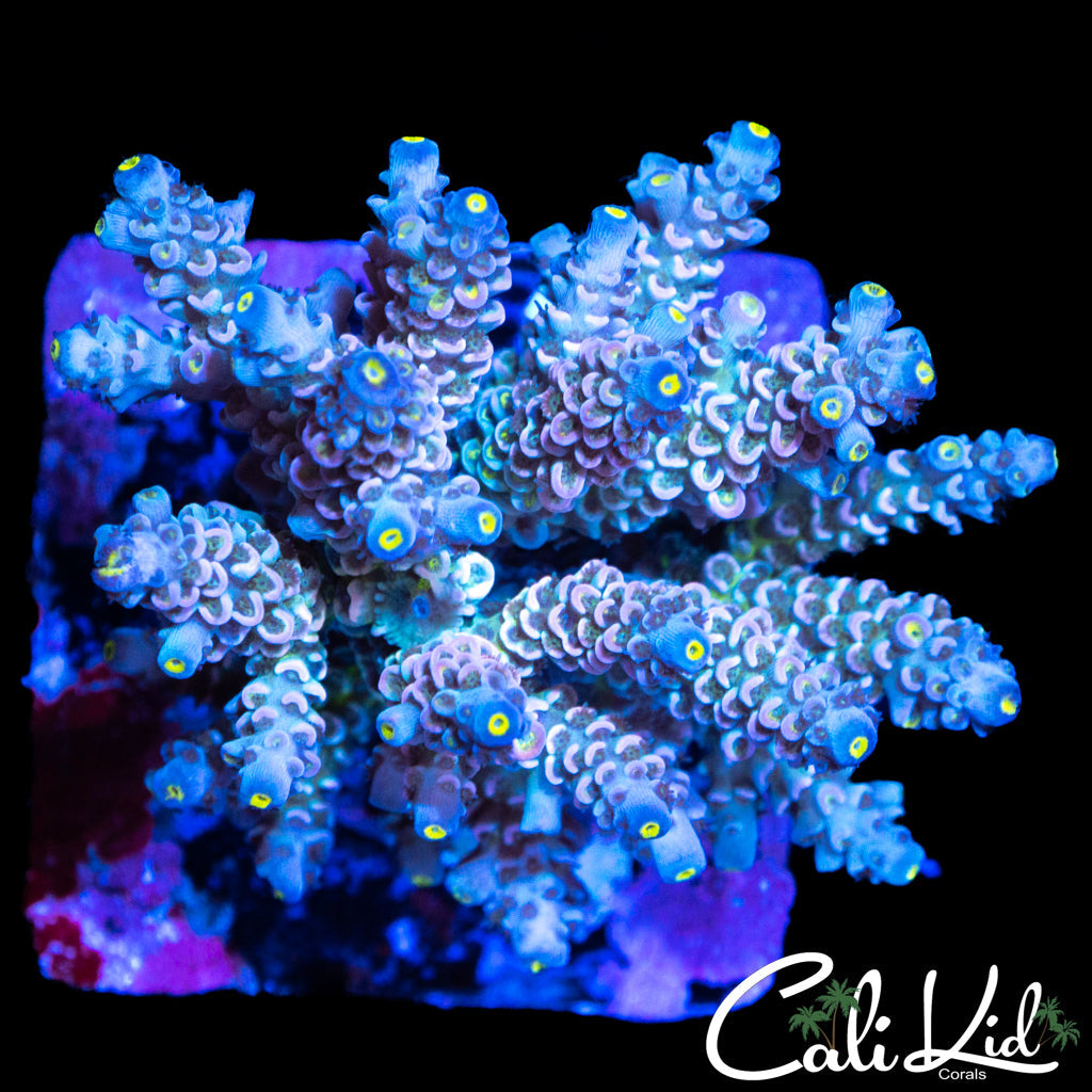 ULTIMATE RAINBOW TENIUS COLONY