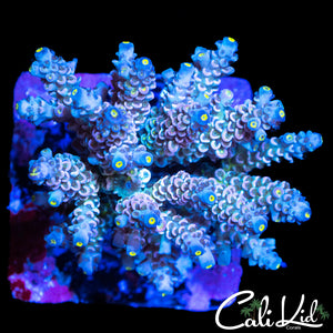 ULTIMATE RAINBOW TENIUS COLONY