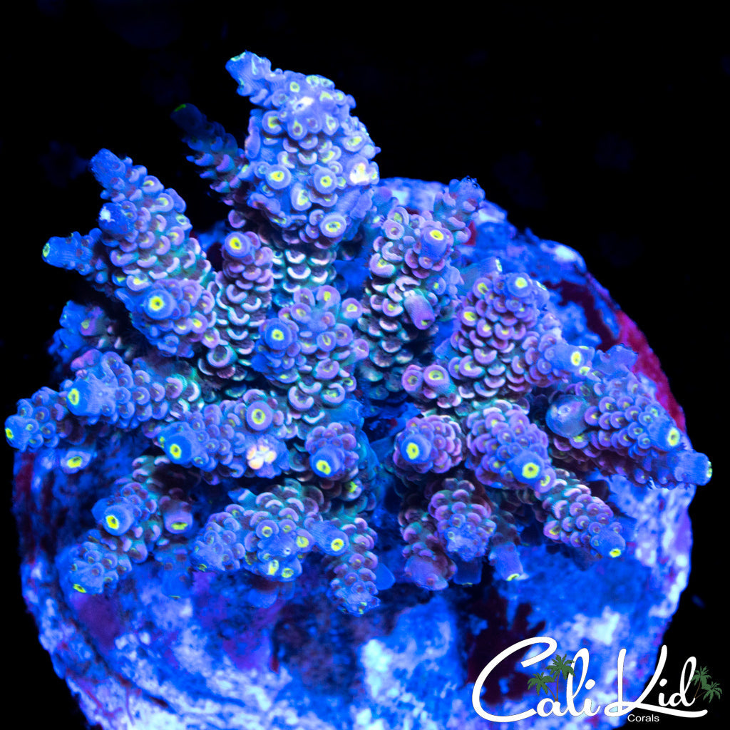 ULTIMATE RAINBOW TENIUS COLONY