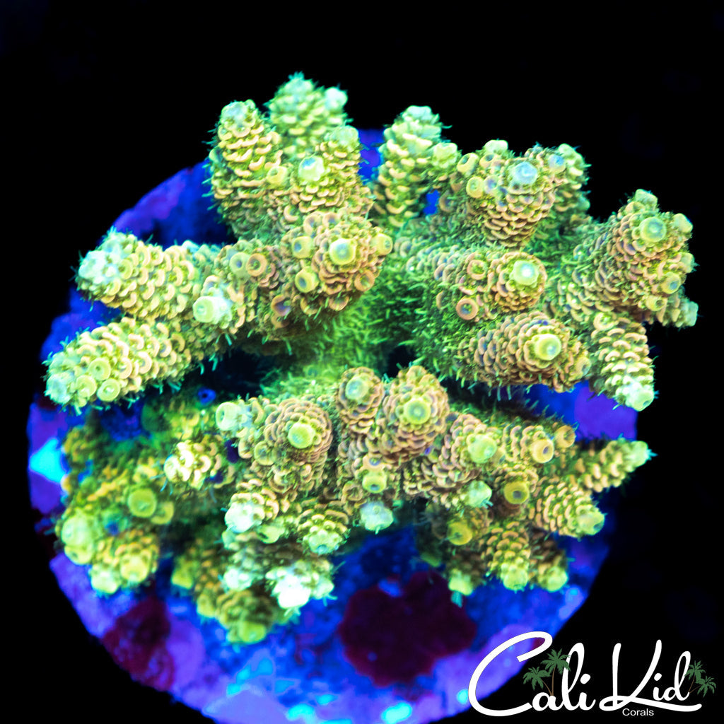ULTRA RAINBOW MILLI COLONY