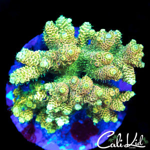 ULTRA RAINBOW MILLI COLONY