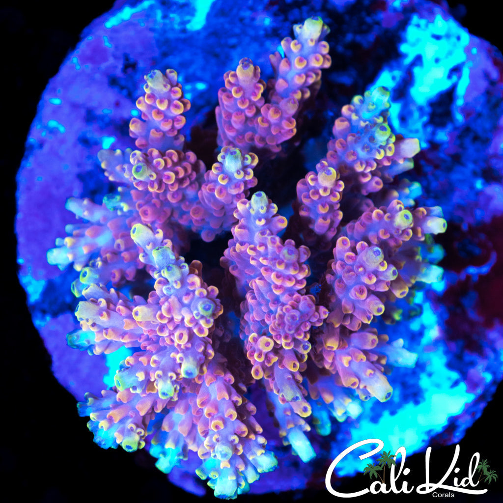 INFERNO TYPE ACRO COLONY