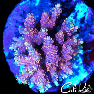 INFERNO TYPE ACRO COLONY