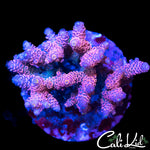 RAINBOW MILLI COLONY