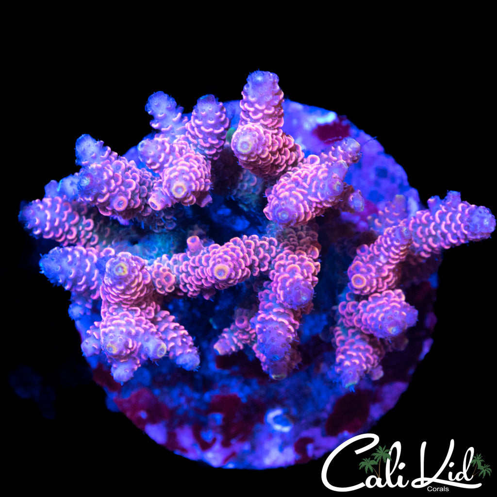 RAINBOW MILLI COLONY