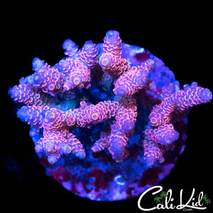 RAINBOW MILLI COLONY