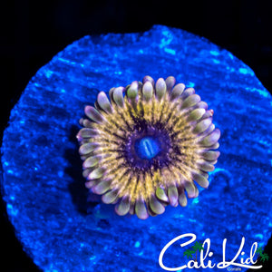 CK DIABOLICAL ZOA