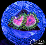 STRAWBERRY WINE DOUBLE