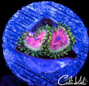 STRAWBERRY WINE DOUBLE