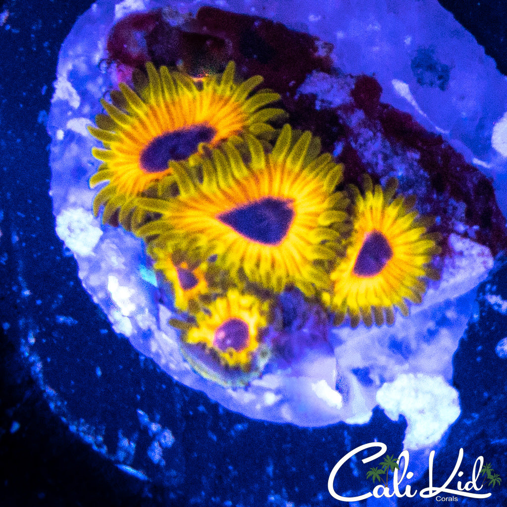 GREAT OWLS MINI COLONY