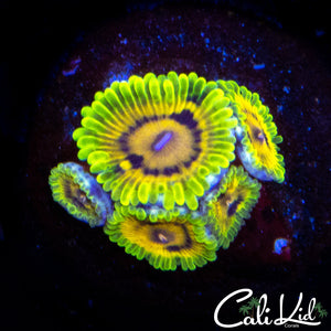 CK CAPT JAXS MINI COLONY