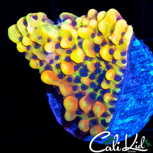 CK PEYOTE DREAMS MONTI