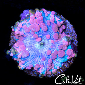NEPTUNE BOUNCE MUSHROOM