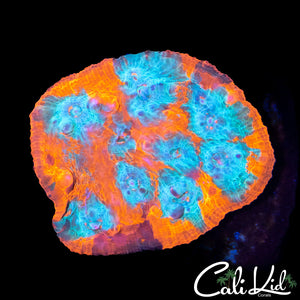 BEAUTIFUL TRI COLOR CHALICE MINI COLONY
