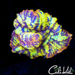 INSANELY BRIGHT RAINBOW RHODACTIS