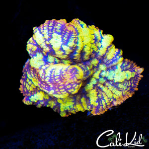 INSANELY BRIGHT RAINBOW RHODACTIS