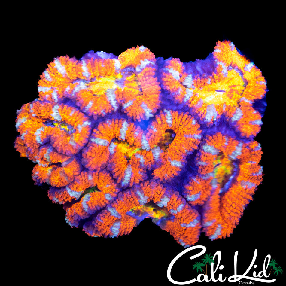RAINBOW EYE ACAN MINI COLONY