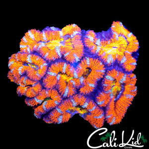 RAINBOW EYE ACAN MINI COLONY