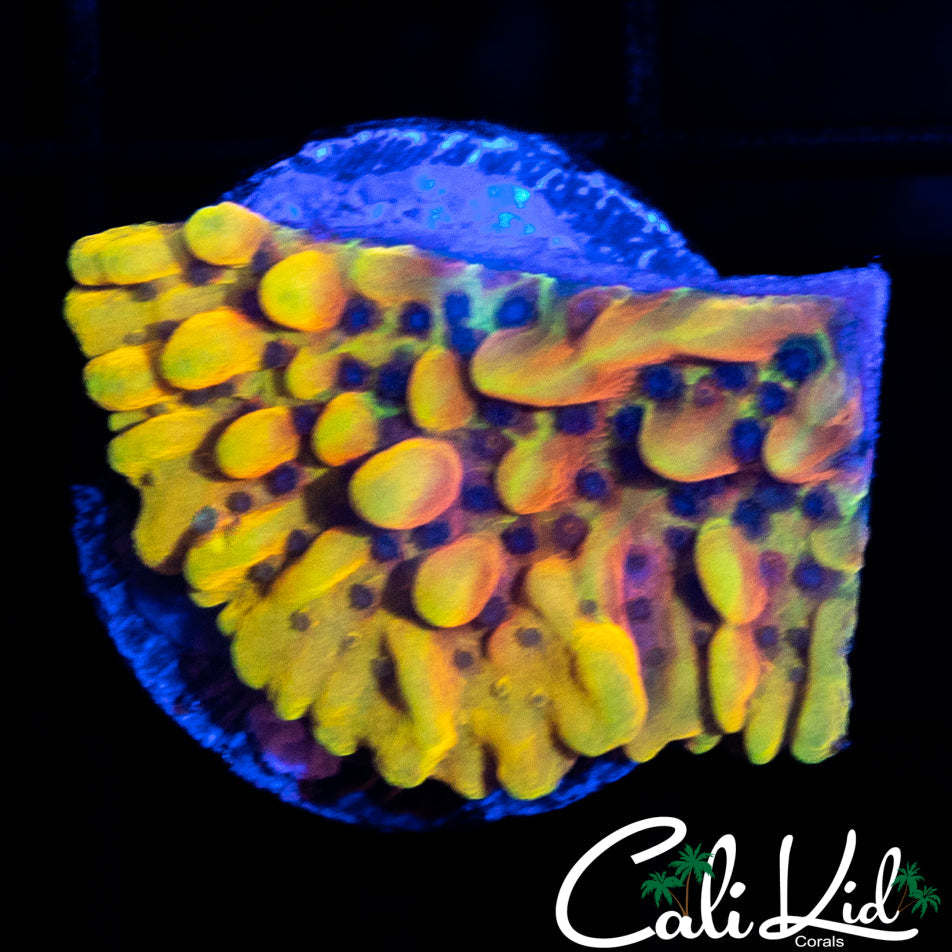 CK PEYOTE DREAMS MONTI