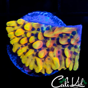 CK PEYOTE DREAMS MONTI