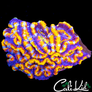 INSANE RAINBOW ACAN MINI COLONY