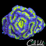 ULTRA ACAN MINI COLONY