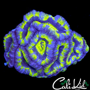 ULTRA ACAN MINI COLONY