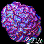 ULTIMATE RAINBOW WILSONI COLONY